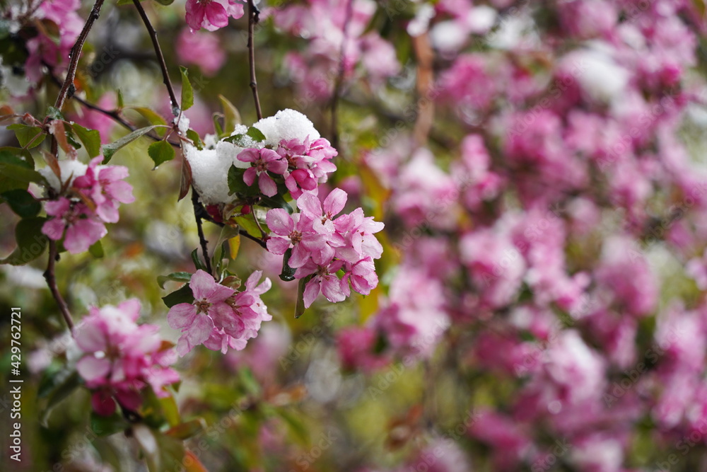 Cherry blossoms on the branches of a tree under the cover of melting snow Cherry blossoms on the branches of a tree under the cover of melting snow