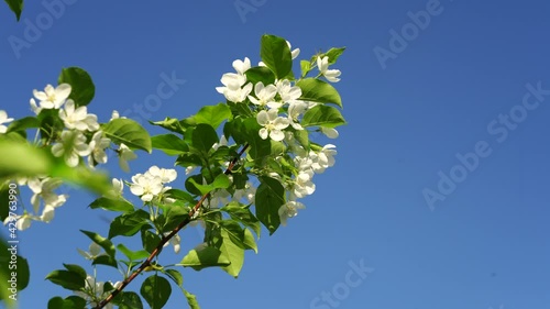 white apple blooming branch on clear blue sky background