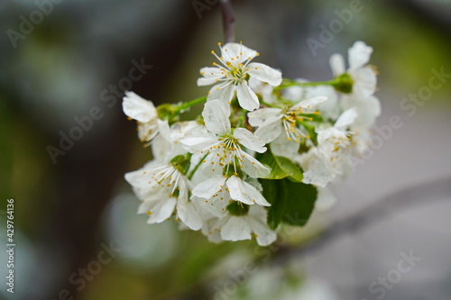 Branches with fresh flowers under the cover of melting snow.