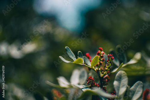 green leaves and red berries seen up close of a pistacia lentiscus photo