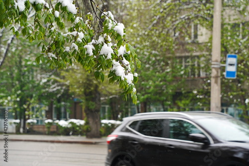 Almaty, Kazakhstan - 04.22.2021 : Fresh leaves on the branches of trees and shrubs in the snow cover