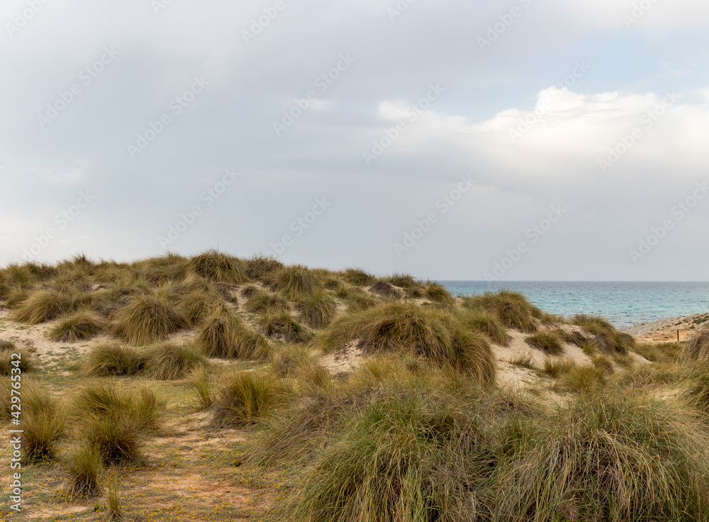 Grass on dunes at cala mesquida beach in mallorca in spring, spain. Nature preservation and protection area