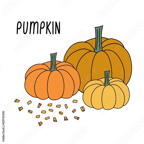 Three different size pumpkins with slices around vector illustration template for banners, print and thanksgiving day backgrounds. 