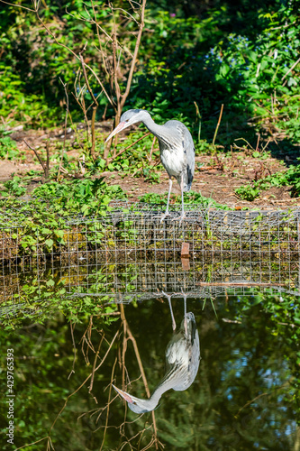 Grey heron  Ardea cinerea 