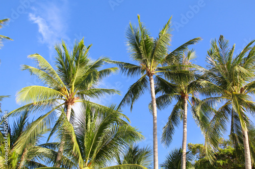 coconut palm trees with blue sky. Summer nature background.