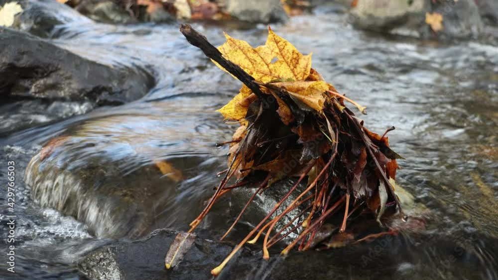Water flows around the stone with fallen leaves on a fallen branch. A water cascade in autumn river, close up.