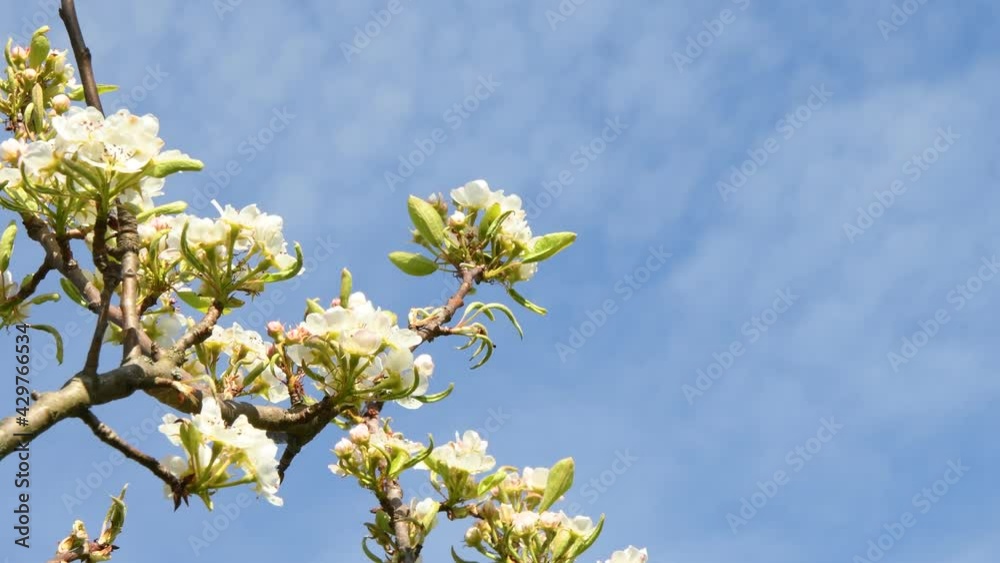 Apple tree blossom in spring in Germany Apple tree blossom in spring in Germany