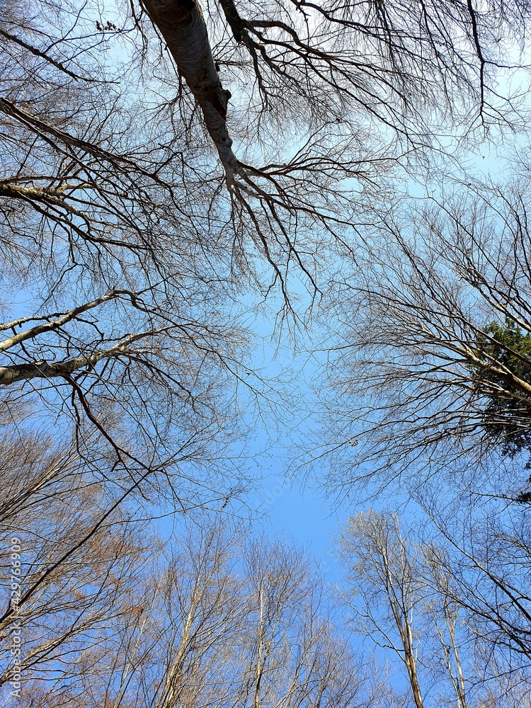 trees and sky trees and sky