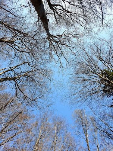 trees and sky