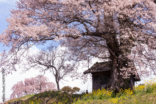 福島の桜 © masae