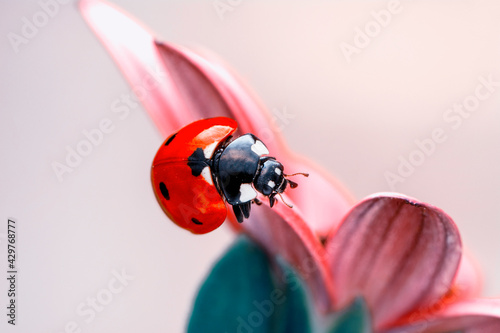 Obraz na płótnie Extreme macro shots, Beautiful ladybug on flower leaf defocused background