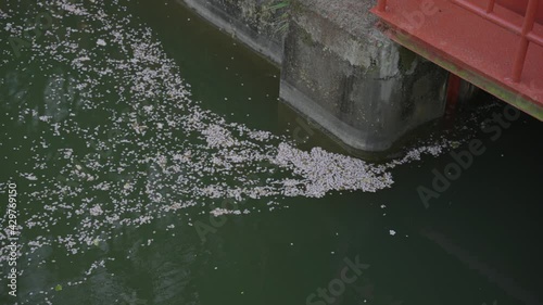 Sakura Petals in Biwako Canal at Keage Incline Flowing in the Spring photo