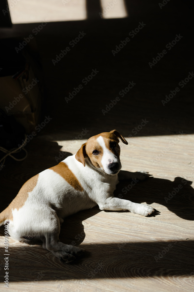 A Jack Russell Terrier dog lies on a laminate floor in the sun.