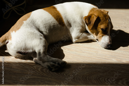 A Jack Russell Terrier dog lies on a laminate floor in the sun.