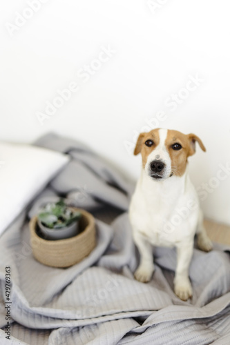 Fototapeta Naklejka Na Ścianę i Meble -  jack Russell terrier dog sits on the floor. a jute basket and a potted flower. home comfort.