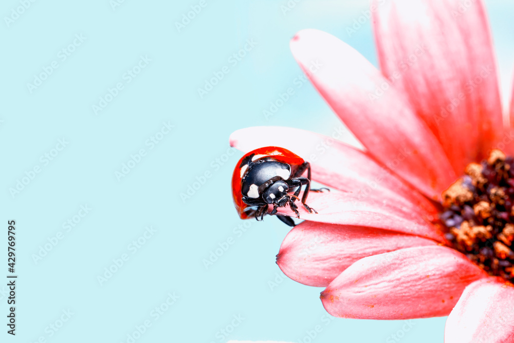 Extreme macro shots, Beautiful ladybug on flower leaf defocused background.