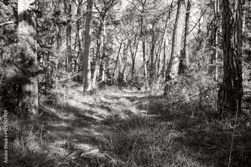 forest in autumn