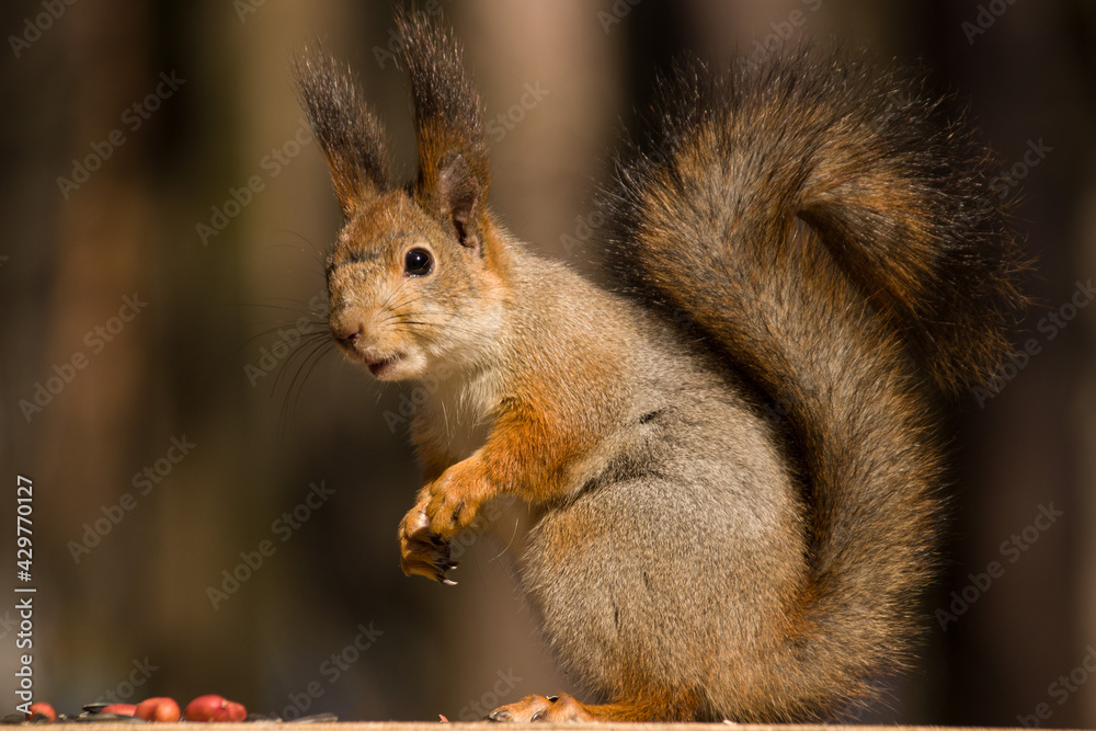 Squirrel in natural habitat eats nuts and seeds in spring in sunny weather Squirrel in natural habitat eats nuts and seeds in spring in sunny weather