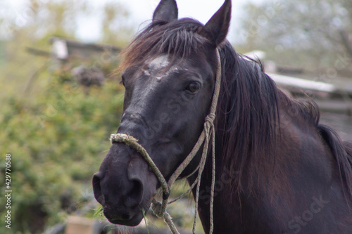 The male horse (Maremmano horse) on the fields and graze green grass .Italian breed ,Nature,Italy.