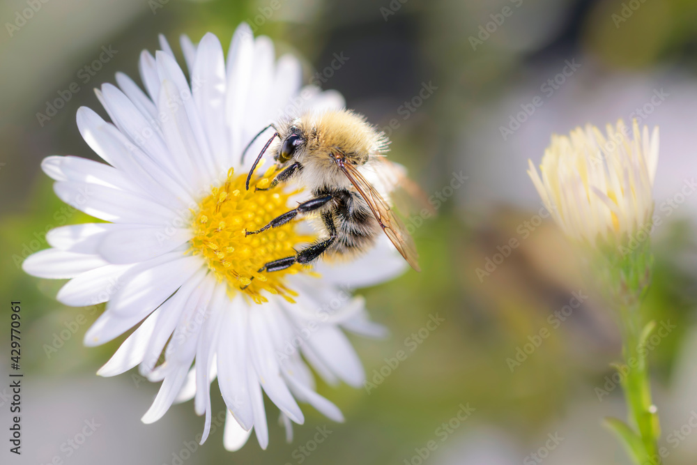 Common carder bee - Bombus pascuorum - pollinates Michaelmas daisy - Aster novi-belgii Common carder bee - Bombus pascuorum - pollinates Michaelmas daisy - Aster novi-belgii