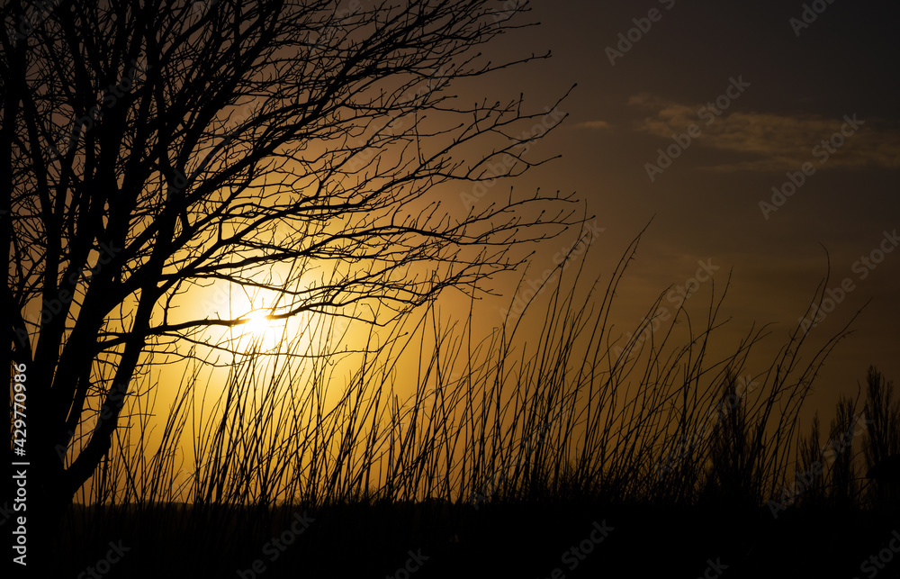 Orange sunset seen through the silhouette of a tree in the left side and dry stems at the buttom