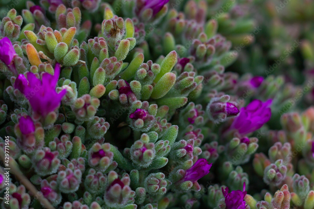 Macro Picture of Delosperma cooperi or hardy ice plant, pink carpet.With the production of a great quantity of vermillion, magenta or pink flowers that often covers the entire site Macro Picture of Delosperma cooperi or hardy ice plant, pink carpet.With the production of a great quantity of vermillion, magenta or pink flowers that often covers the entire site