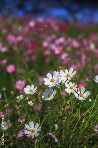 コスモスの花　秋のイメージ © TOMO