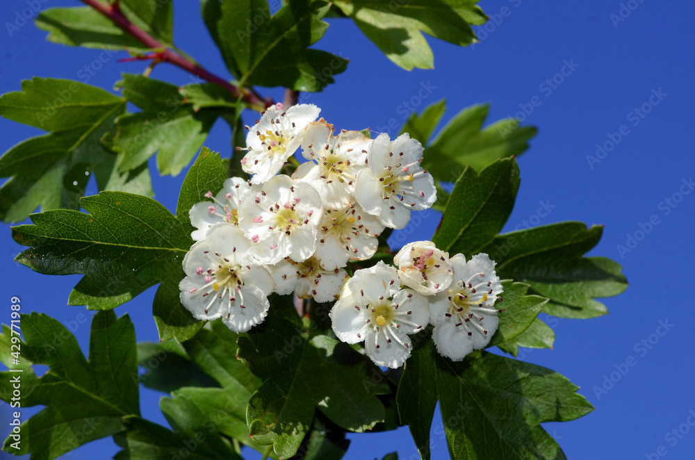 Medicinal plants: details of the common hawthorn flowers (Crataegus monogyna) Medicinal plants: details of the common hawthorn flowers (Crataegus monogyna)