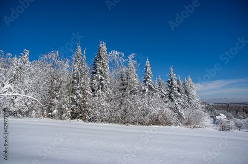 Scenic view of pine trees covered with snow