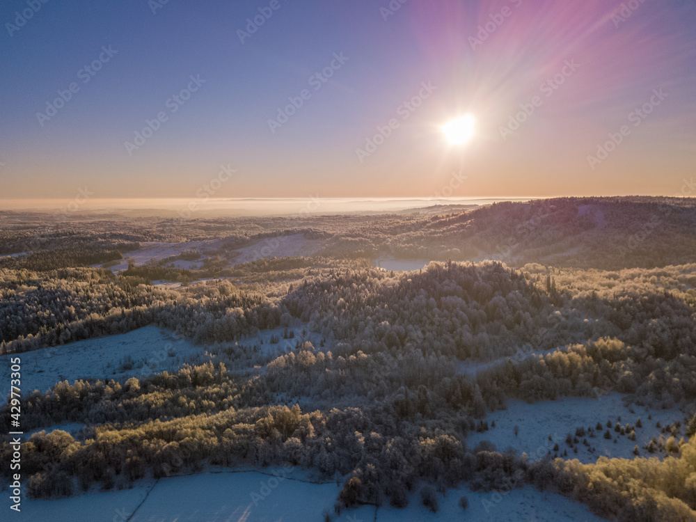 Horizonless Pine Forest Covered with Frost under Snow in Winter in Pink Rays of Sunset Sun Light. Purple Shades of Dusk