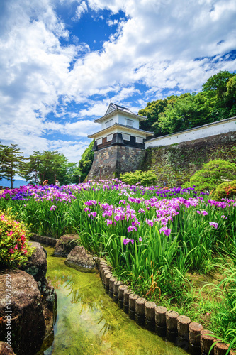 花菖蒲　長崎県大村市大村公園