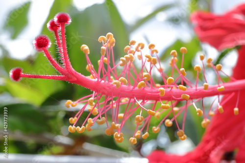 A close up picture of shoeblackplant photo