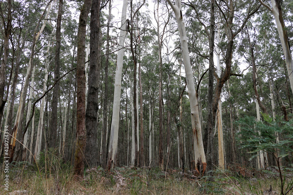 Fototapeta premium tall, straight trees growing in a forest