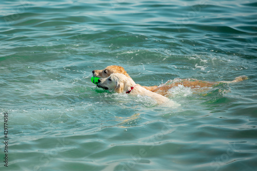 Golden retriever dogs swim in the sea