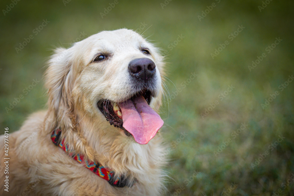 A beautiful Golden Retriever dog poses on the nature.