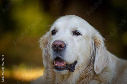 A beautiful Golden Retriever dog poses on the nature.