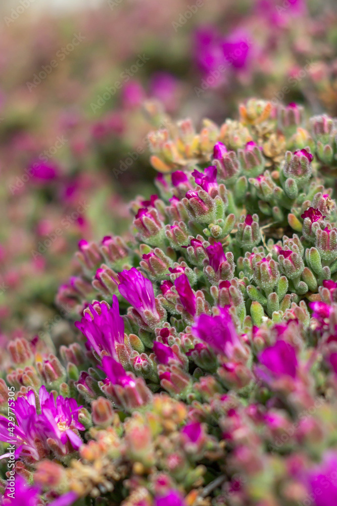 Macro Picture of Delosperma cooperi or hardy ice plant, pink carpet.With the production of a great quantity of vermillion, magenta or pink flowers that often covers the entire site Macro Picture of Delosperma cooperi or hardy ice plant, pink carpet.With the production of a great quantity of vermillion, magenta or pink flowers that often covers the entire site