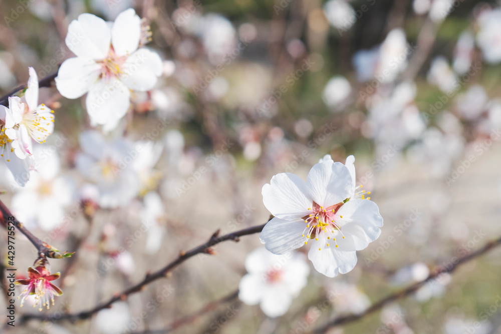 Almond flowers blossom in park ,welcome spring time Almond flowers blossom in park ,welcome spring time