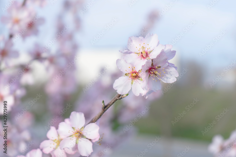 Almond flowers blossom in park ,welcome spring time