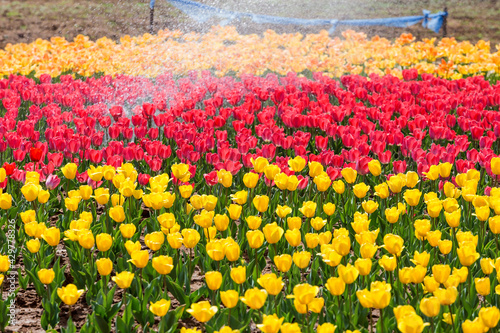 Fototapeta Naklejka Na Ścianę i Meble -  Beautiful tulips are blooming on the lawn of the park