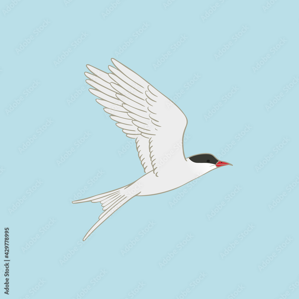 Arctic tern vector illustration on blue background. Flying white with red beak Stock Vector | Adobe