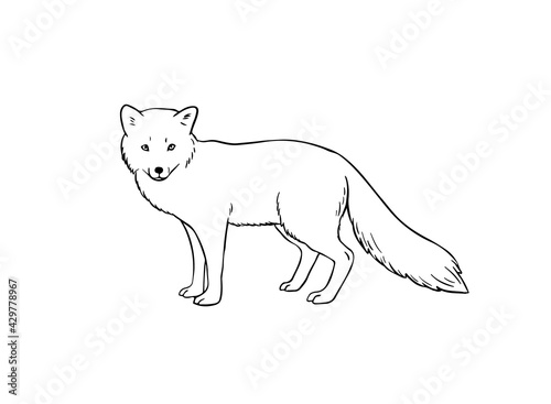 Arctic fox hand-drawn outline vector sketch isolated on white background
