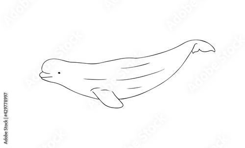 Beluga Whale line vector illustration. Arctic white whale sketch art on white background