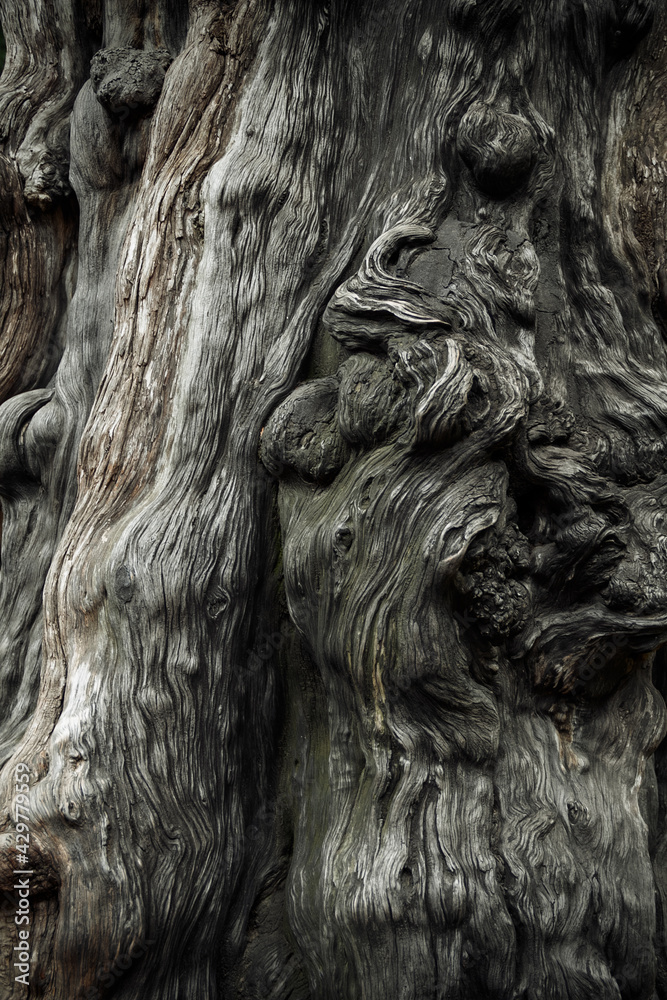 A close-up of the trunk of a large old tree. Tree bark texture.