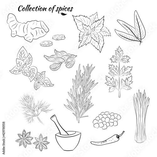 Drawn herbs and spices set. Sketsh of natural spices and kithen herbs. Botanical illustrations of aromatic plants. photo