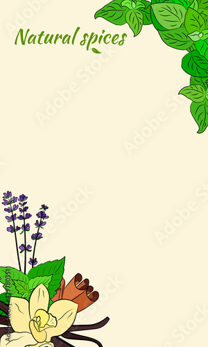 Drawn herbs and spices set. Sketsh of natural spices and kithen herbs. Botanical illustrations of aromatic plants. photo