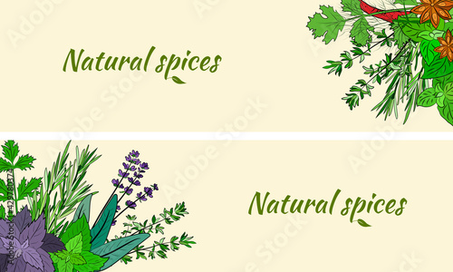 Drawn herbs and spices set. Sketsh of natural spices and kithen herbs. Botanical illustrations of aromatic plants. photo