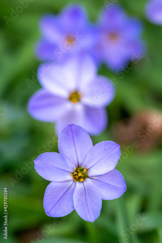 ハナニラの花 春のイメージ