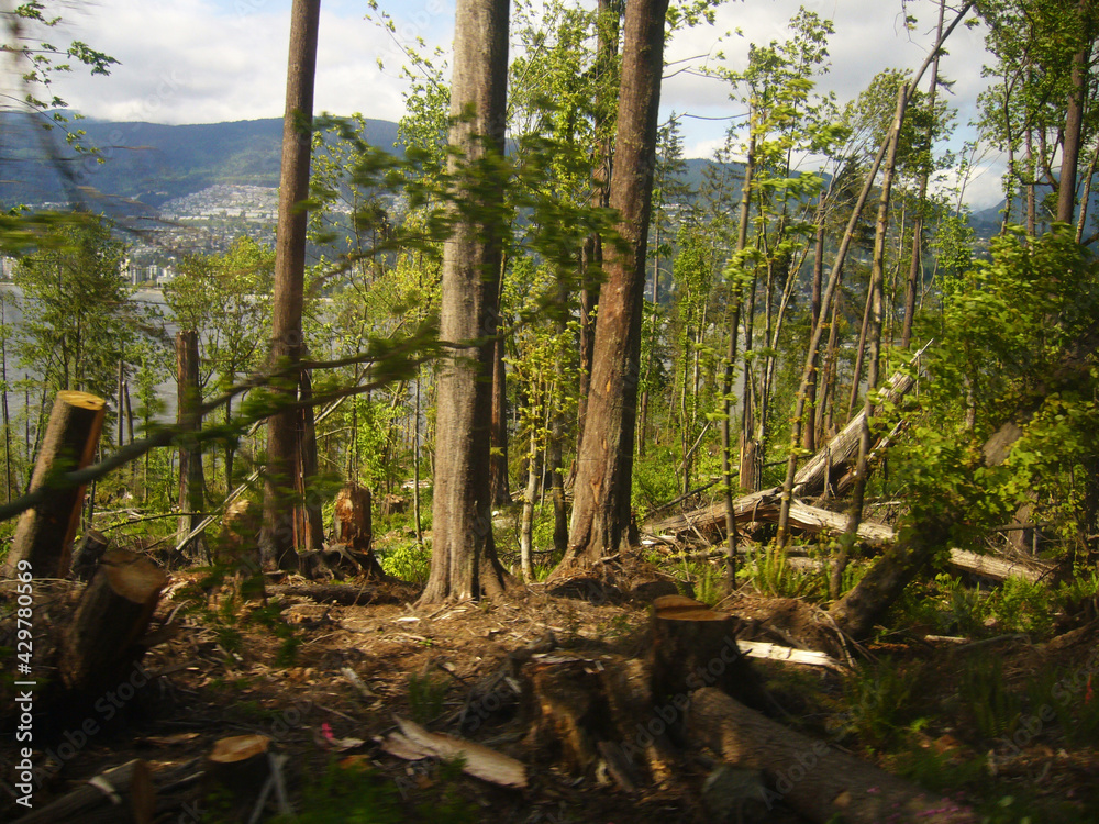 Obraz premium Fallen tree