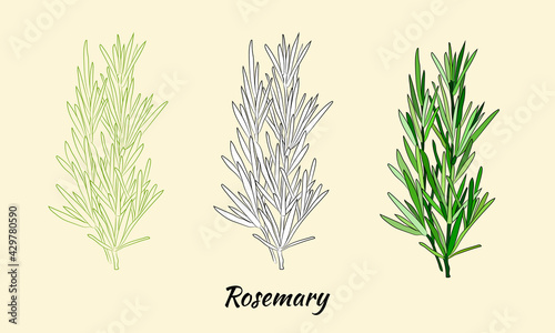 Drawn herbs and spices set. Sketsh of natural spices and kithen herbs. Botanical illustrations of aromatic plants.